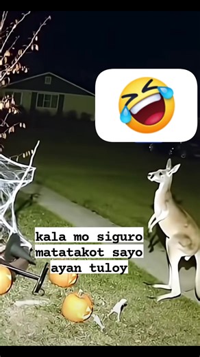 1.7K views · 40 reactions | akala niya siguro matatakot yong kangaroo. #halloweenspecial #Halloween #halloweenparty #halloween2025 #fbreelsfypシ゚ #reelsfypシ #kangaroo | Labander Blsrose Jaresem | Facebook