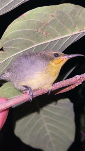Amazing Wild Birds and Butterflies