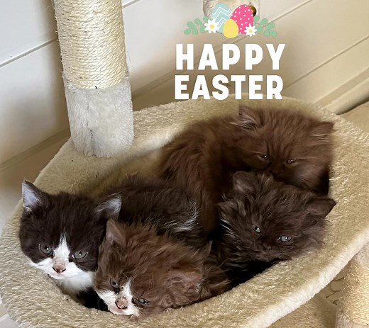 2.2K views · 39 reactions | Brighthills Selkirk Rex on Reels | Facebook