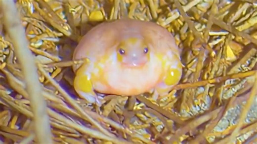 Mark Vins captures the first ever footage of the rarest frog