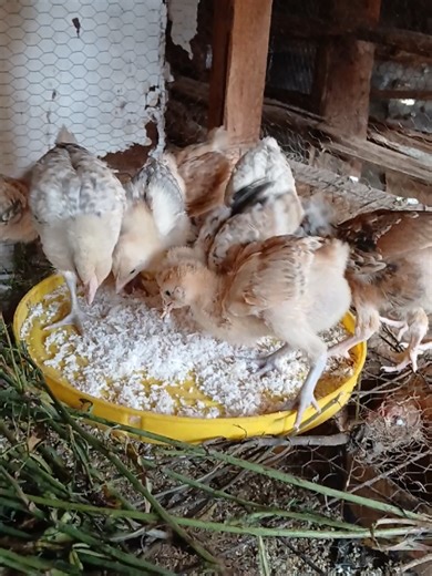3-Week-Old Local Kienyeji Chicks Enjoy Coconut Pulp