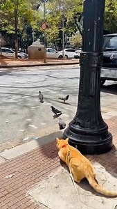 Cat catching pigeon #reelsvideoシ #reelsfypシ #kalapatidsph | Ashikur Rahmans pigeons collection