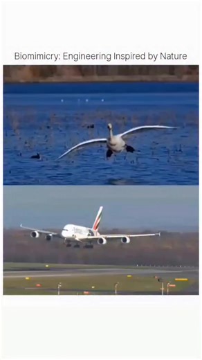 TRADEXBRO | Media on Instagram: "Biomimicry is the art of learning from nature and applying those lessons to human engineering. Over billions of years, nature has tested, refined, and perfected designs that are efficient, sustainable, and resilient. When engineers study how birds fly, how spider silk achieves incredible strength, or how lotus leaves repel water, they are not just admiring beauty -they are decoding solutions already proven by evolution. From airplane wings inspired by birds to bu