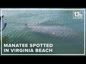 Viewer video: Manatee spotted in Virginia Beach