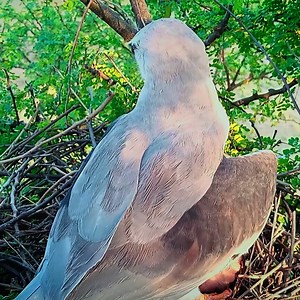 Black winged kite birds sat up to protect the babies from the sun | Review Bird Nest