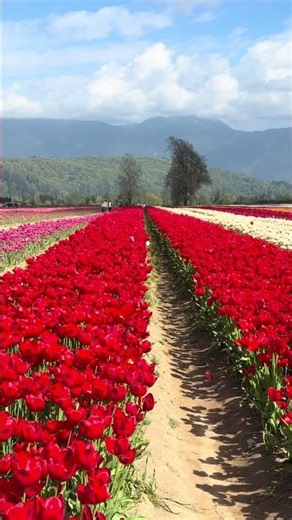 The Harrison Tulip Festival at Onos Farms (5039 Lougheed Hwy, Agassiz).