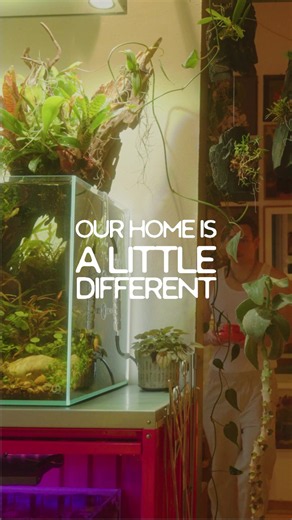 A little look around the place we call home. Over the years, more and more nature has found its way inside 🌿 from aquariums and terrariums to indoor ponds and little saltwater worlds. This Saturday, we’re finally showing you all of it in our full home tour — over on the platform where long-form videos are still a thing. Saturday, 4 PM CEST. #LivingWithNature #HomeTour #Aquarium #Terrarium #IndoorPond