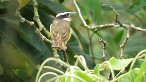 Great Kiskadee feeding young (Pitangus sulphuratus) | BIRDS & Nature