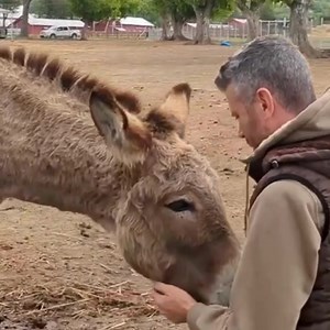 3.8K reactions · 407 shares | Make a Difference Today!  Your donation helps Oscar's Place rescue & rehabilitate donkeys in need. Donate now!  https://www.oscarsplace.org | Oscar’s Place Adoption Center & Sanctuary | Facebook