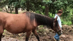 4.4K views · 798 reactions | Here’s a short video of our new mare being walked to our lower barn… if you missed this story, please read the previous two posts! | Rosemary Farm | Facebook