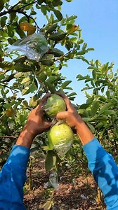 30K views · 184 reactions | Fresh Guava Harvesting from Guava Firm | FoodStuff | Facebook