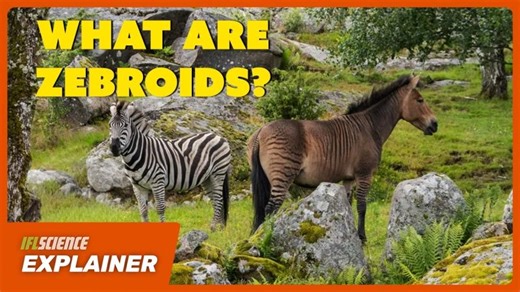 Zeedonks, Zorses, Zonies: The World Of Zebra Hybrids | Πανελλήνια Ένωση Βιοεπιστημόνων