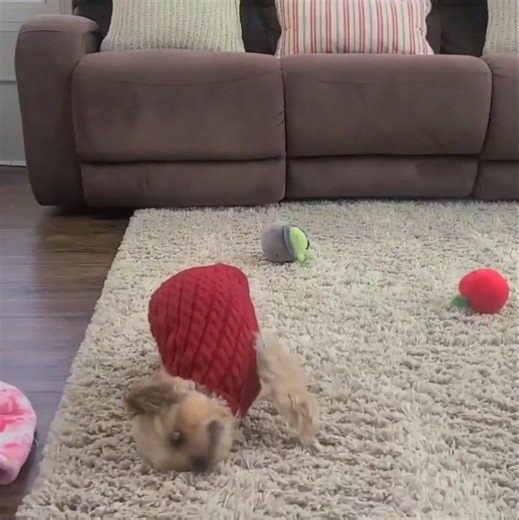 Cupid Shuffle Yorkie Style! Valentine Dance 🥰🐾💃 #shorts #yorkie #DogShorts #CuteDog #FunnyDogs