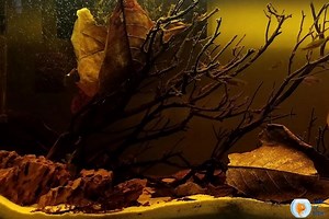 Are Wood Tannins Bad For Fish? And Reasons For That