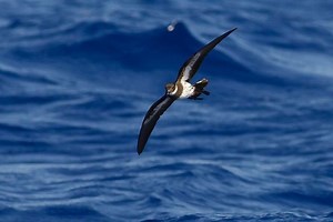 Polynesian storm petrel - Alchetron, the free social encyclopedia