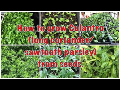 How to grow culantro (long coriander/sawtooth parsley) from seeds.