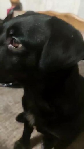 Развлечения с собаками: весёлые моменты