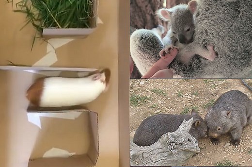 The most intense guinea pig race ever and other crazy animals