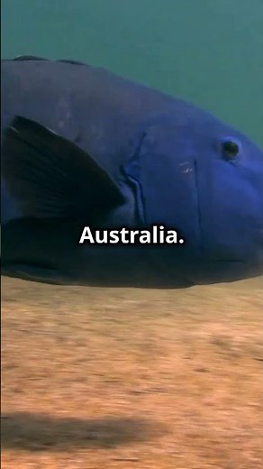 Blue Grenadier The Ocean's Hidden Gem! #australiananimals #fish #wildlife #aussienature