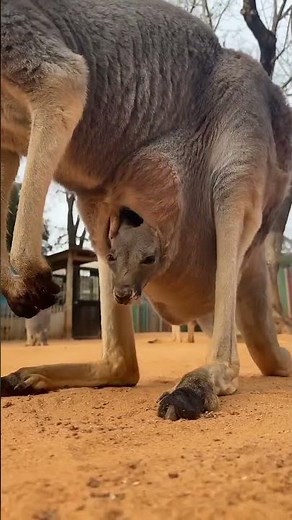 Baby Kangaroo Comes Out of Mom’s Pouch 🦘❤️ | Amazing Wildlife Moment