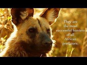 The Beauty of Endangered African Wild Dogs | Teamwork, Survival & Hope | Great Plains Conservation