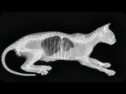 What’s really inside your cat? 🐱🦴” “X-ray vision: Cat edition 👀” “More than fluff… a hidden skeleton