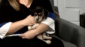 Meet June, a beagle pup available for adoption at the Wisconsin Humane Society