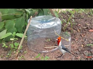 Simple Bird Trap Como fazer Armadilha simples e pegar passarinho #trap #survival