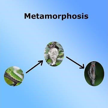 Complete and Incomplete Metamorphosis - Kidz Learn Applications™