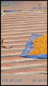 1.2M views · 25K reactions | The mongoose - the destroyer of venomous snakes. #wildanimals #animals #fypシ #foryouシ #snakes #wildlife #mongoose | Wildlife288 | Facebook