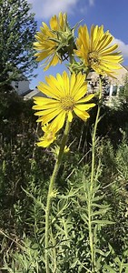 Outdoors column: Native compass plant, prairie dock take spotlight in summer heat