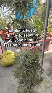 Grabi yong hangin sa taas ng bahay namin sa terasa ready na Po sila e seperate Airplants Fuego #airplants Fuego #grabi yong hangin | Riz Airplants