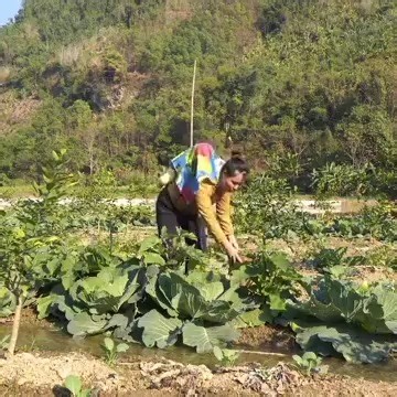 78K views · 989 reactions | Daily life of a single mother after losing her daughter l ly tieu ly | Primitive wilds Life | Facebook