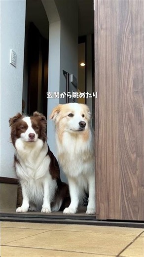 This Border Collie is smart and cute as it watches over the family while following the rules🐶🐶 #B...
