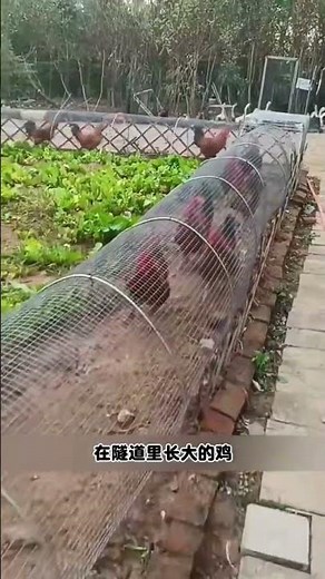 Modern Hens Cage Setup Poultry Farming . Best Layer Cage Design for Hens #9 November 2025