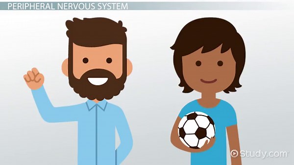 Nervous System Overview: Central & Peripheral