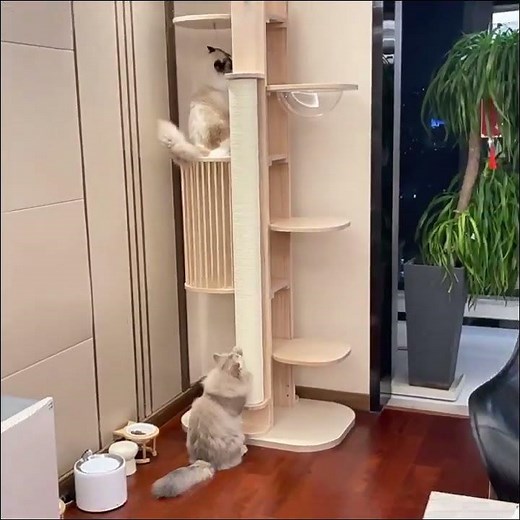 Premium Solid Wood Cat Tower Showcase | Stable Climbing Tree for Maine Coon & Multi-Cat Homes