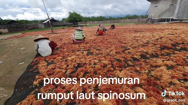 Proses Penjemuran Rumput Laut Spinosum Alami