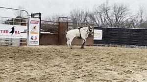 Here’s a bucker we have for Sims Cattle Company! He hipped himself, but gathered himself and finished pretty outstanding. Sire: 393A (77 Hustler) Dam: Z1 (70S High Stakes) TwoBulls Feed | ProVantage Animal Health | Bucking Bull Pro | Bucking Stock News | Rafter KL Bucking Bulls