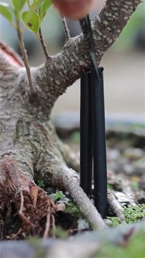 "create a root path" #aestheic #short #contenttips #content #garden #aestheic