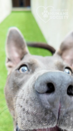 2.6K views · 37 reactions |  Scuttle  Meet Scuttle, our...