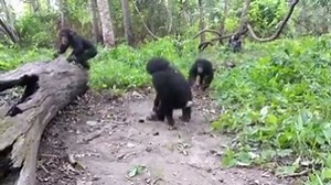 1.1K views · 157 reactions | Because we could all use some joy in these strange and difficult times. Enjoy this video of baby chimps playing in the bush at PASA member Chimpanzee Conservation Center. Happy Easter to all. To help them take care of their orphans: https://www.projetprimates.com/appel-d-urgence/ Video: Chimpanzee Conservation Center | PASA Primates: Pan African Sanctuary Alliance | Facebook