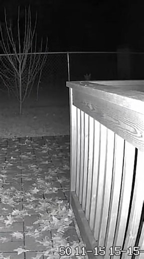 Tlacuache | Mineral de Pozos Recorridos Turísticos