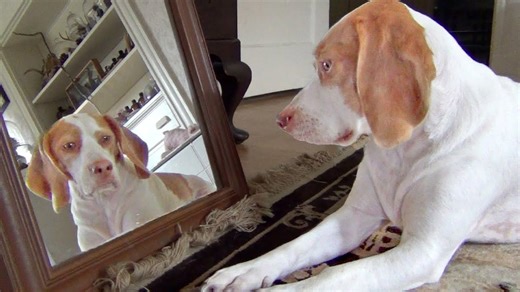 A handsome beagle obsessed with his own reflection