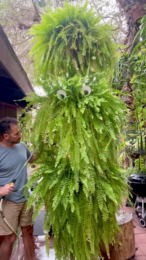 How to Water Fern Monster: Top Tips for Proper Plant Care