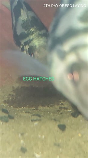 Polar parrot fish breeding 4th day eggs hatched