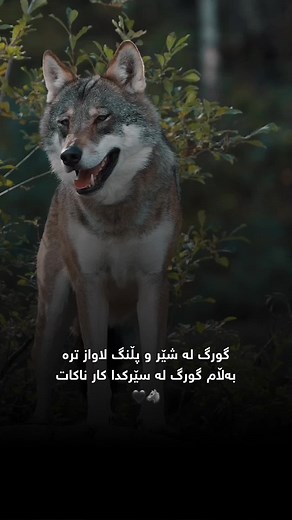 گورگ و پڵنگ: شێروپلنگەکان لە خەودا