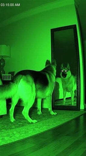PARANORMAL PUP?! Dog Sees Something Terrifying in Mirror (CCTV) #shorts #pet
