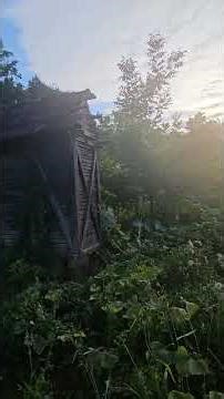 Among the Pines and Trees on a Glorious Sunny Day #nature #travel #villagelife #vlog