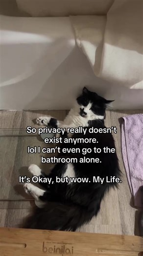 I have a clingy cat and it is her! Ms. Mustache ! #kitten